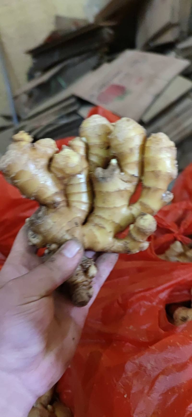 【精品】生姜批发大黄姜生姜产地直发欢迎咨询