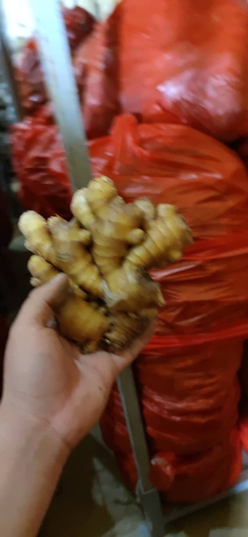 【精品】生姜批发大黄姜生姜产地直发欢迎咨询