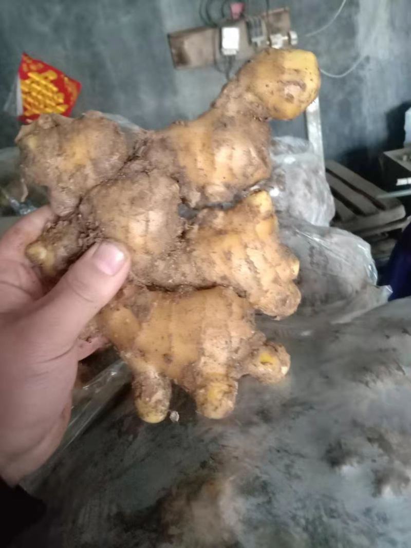 【精品】生姜批发大黄姜生姜产地直发欢迎咨询