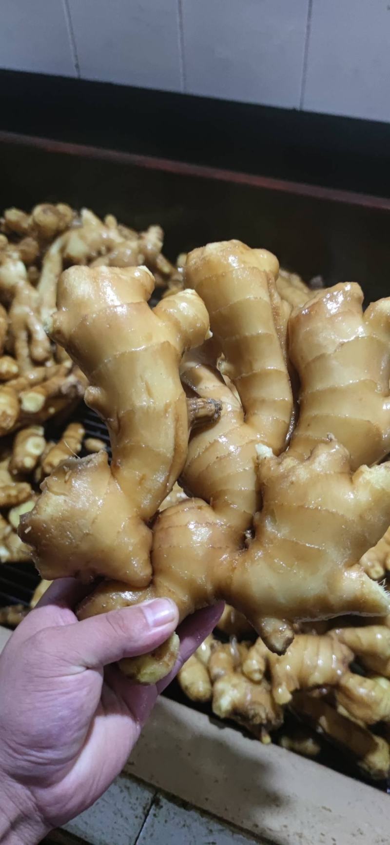 【精品】生姜批发大黄姜生姜产地直发欢迎咨询