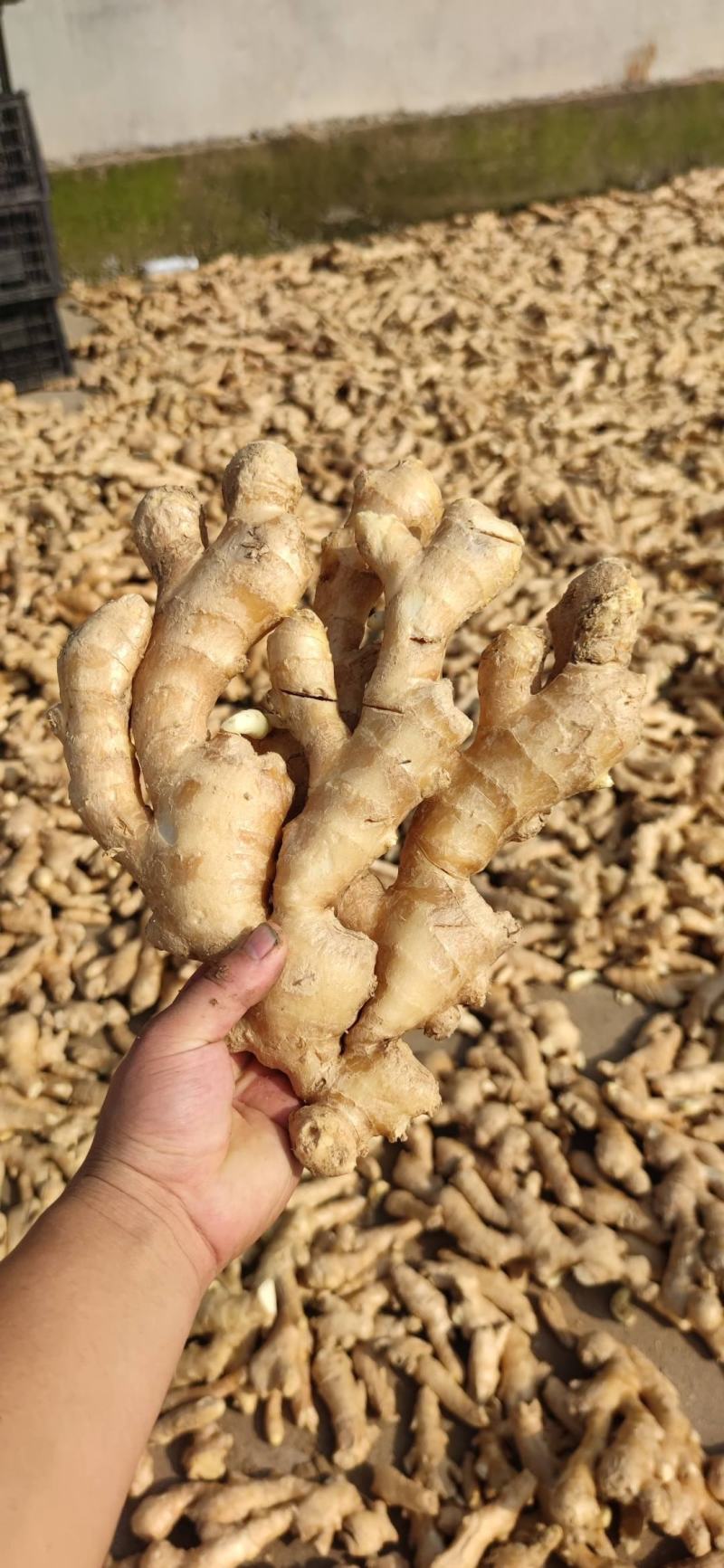 【精品】生姜批发大黄姜生姜产地直发欢迎咨询
