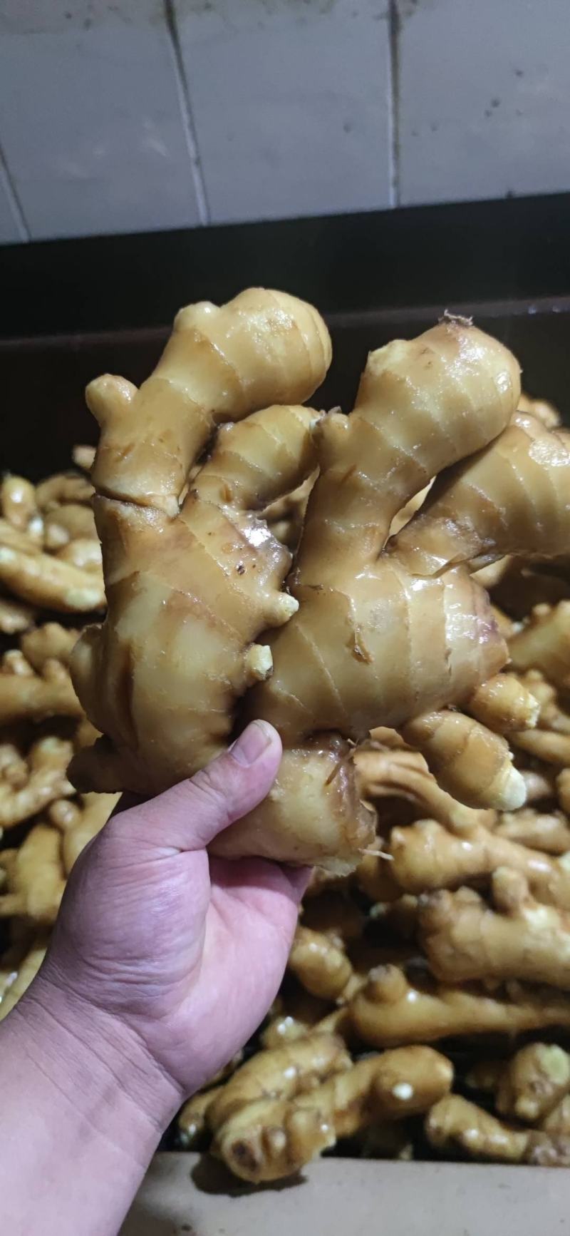 【精品】生姜批发大黄姜生姜产地直发欢迎咨询