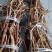 广西大山特香五指毛桃长扎把!切断通干货!无琉，香味纯正
