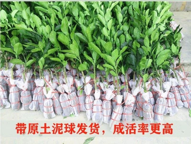 三红蜜柚，沙田柚红心柚子树苗嫁接苗，品种齐全