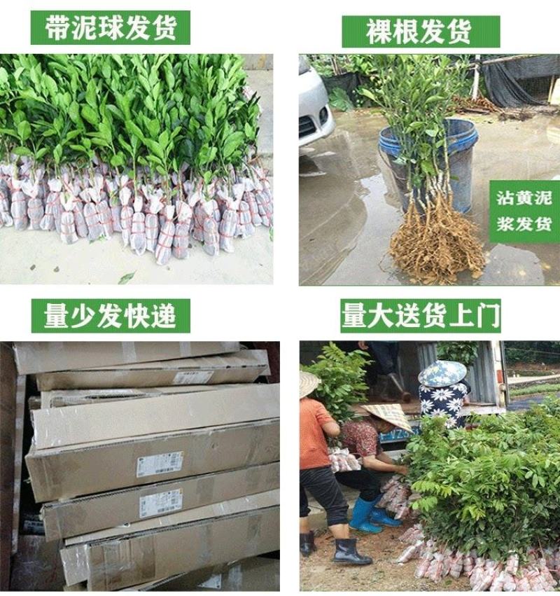 三红蜜柚，沙田柚红心柚子树苗嫁接苗，品种齐全