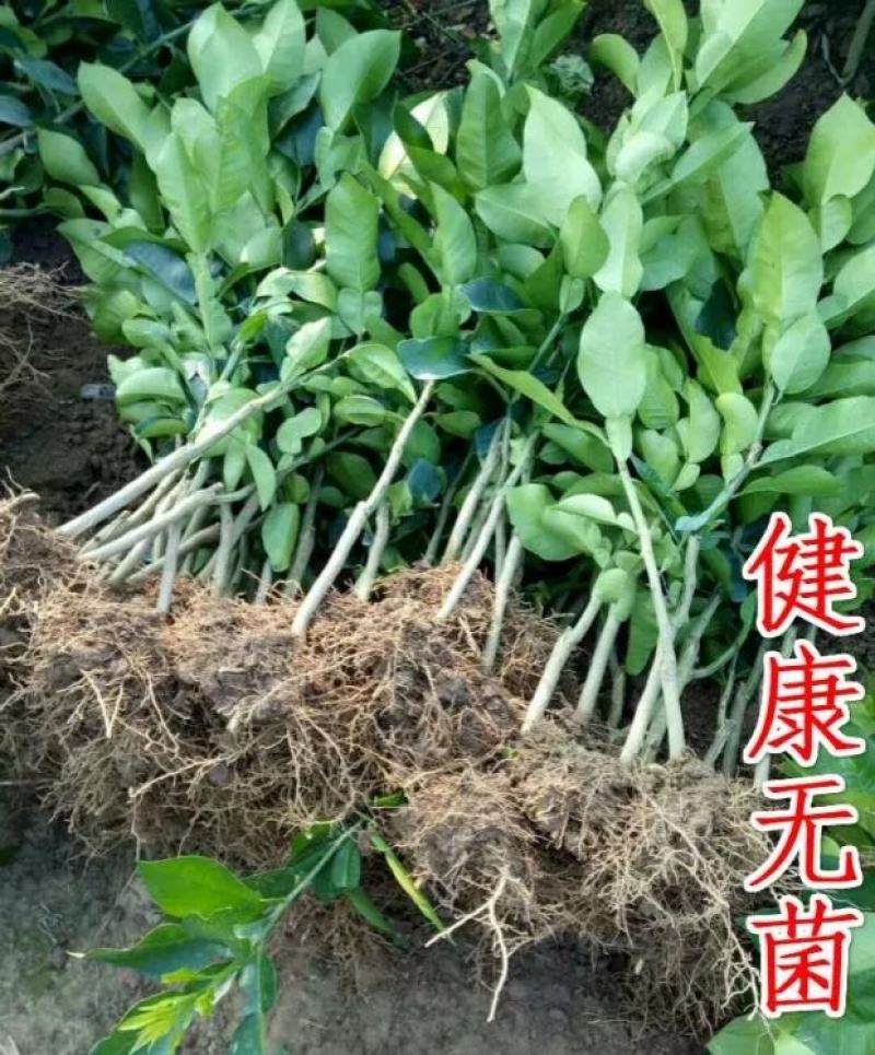 三红蜜柚，沙田柚红心柚子树苗嫁接苗，品种齐全