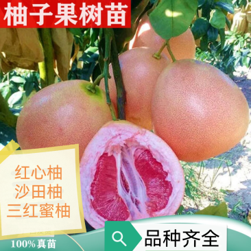 三红蜜柚，沙田柚红心柚子树苗嫁接苗，品种齐全