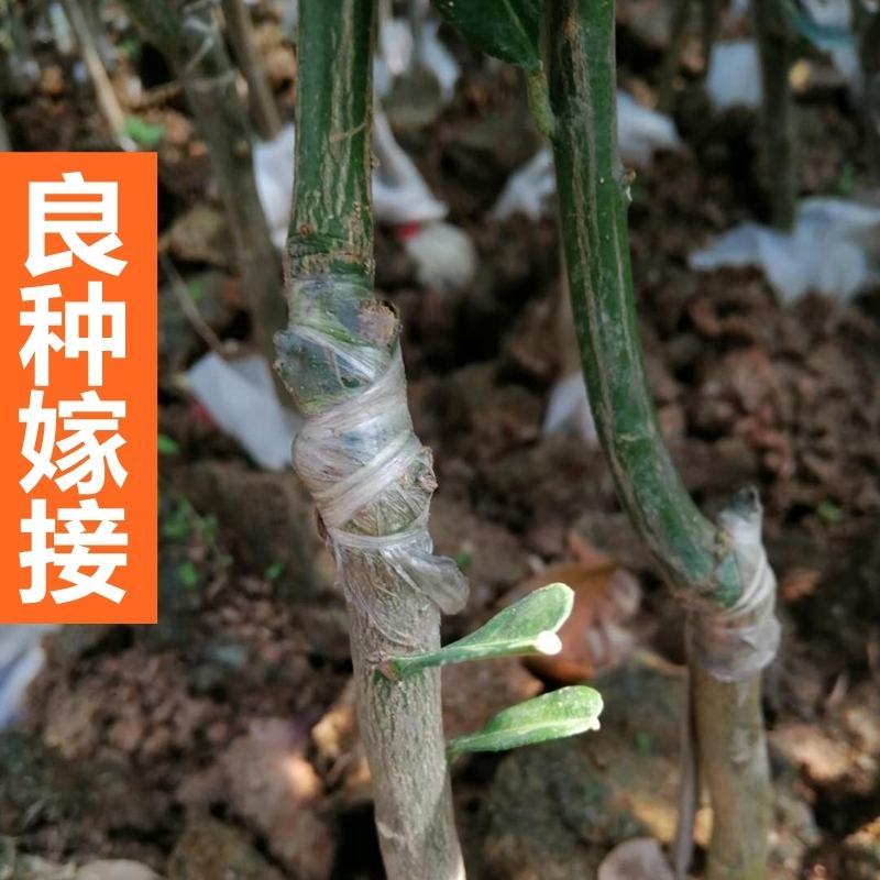 三红蜜柚，沙田柚红心柚子树苗嫁接苗，品种齐全