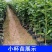 三红蜜柚，沙田柚红心柚子树苗嫁接苗，品种齐全