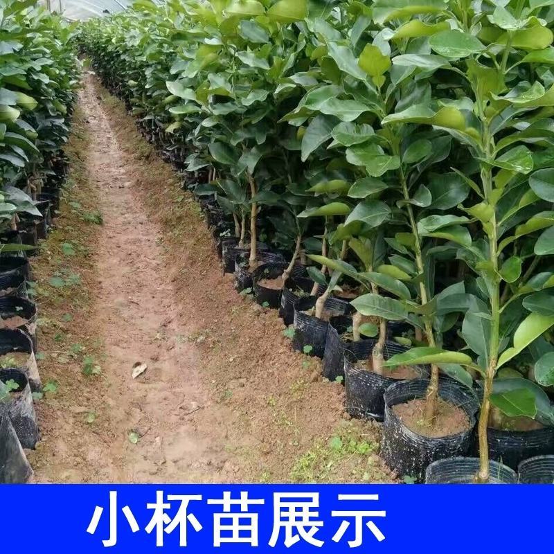三红蜜柚，沙田柚红心柚子树苗嫁接苗，品种齐全