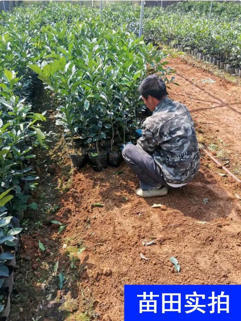 三红蜜柚，沙田柚红心柚子树苗嫁接苗，品种齐全