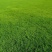 河北草坪种植基地直营批发，早熟禾高羊茅质优价廉品种齐全