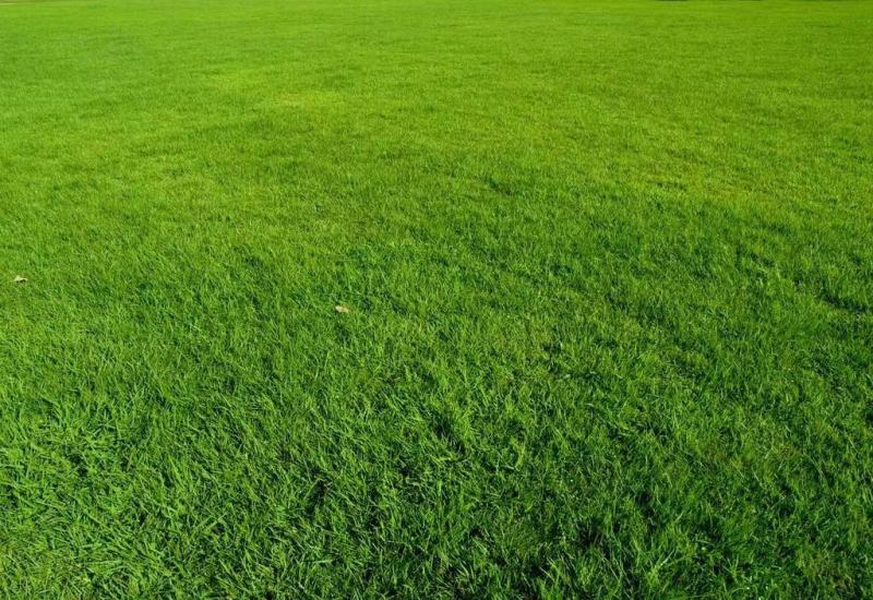 河北草坪种植基地直营批发，早熟禾高羊茅质优价廉品种齐全