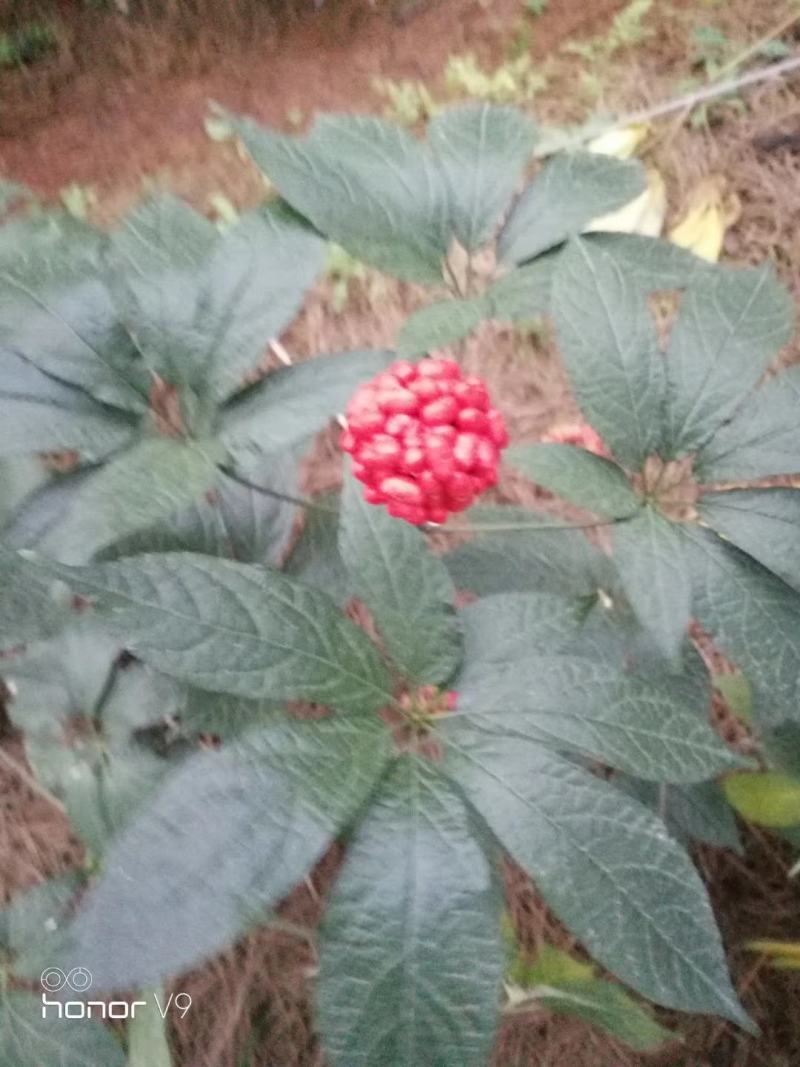 云南文山三七