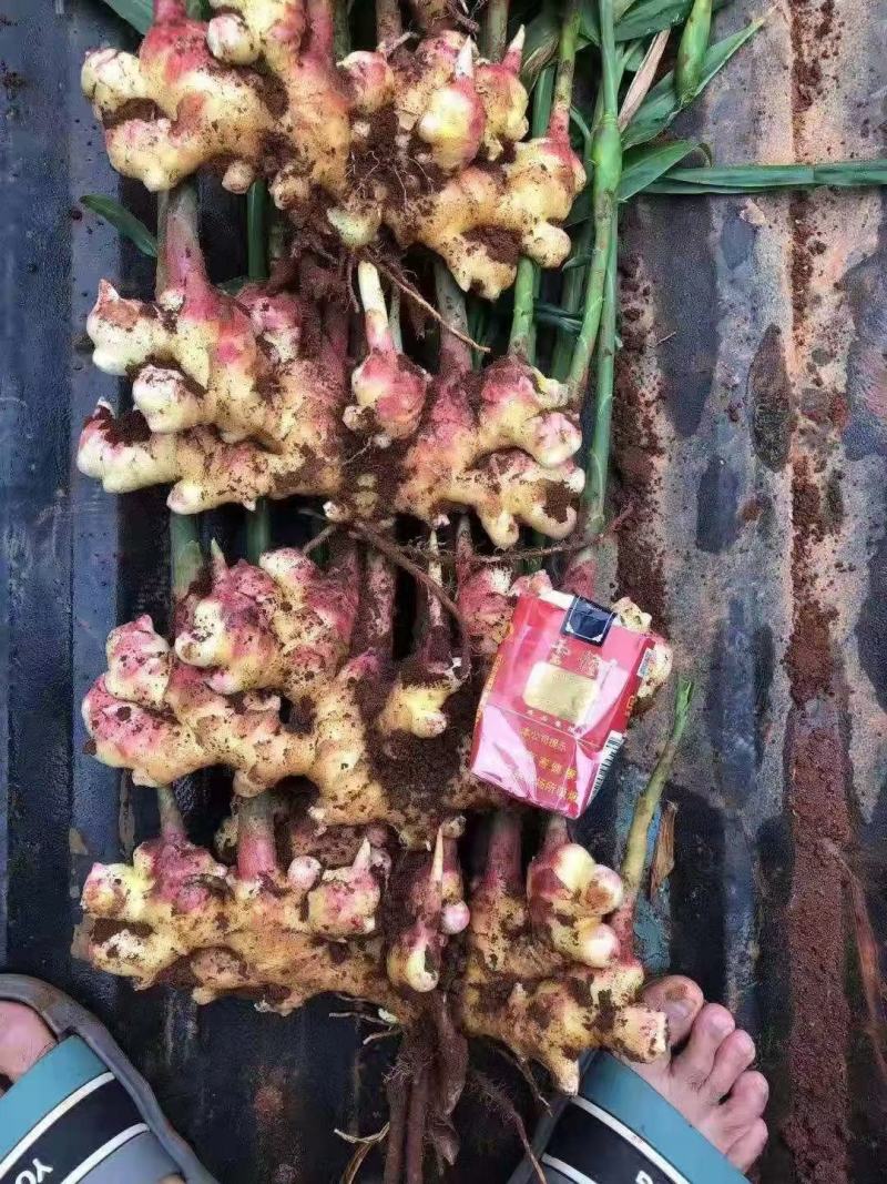 小黄姜