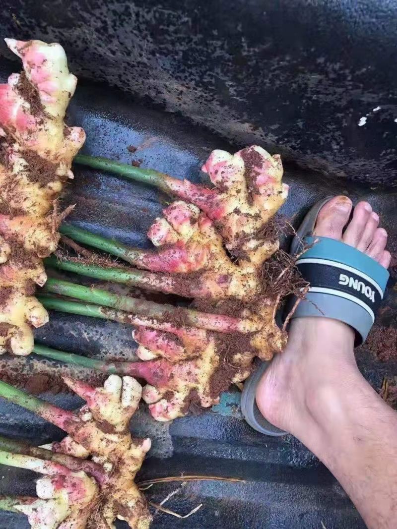 小黄姜