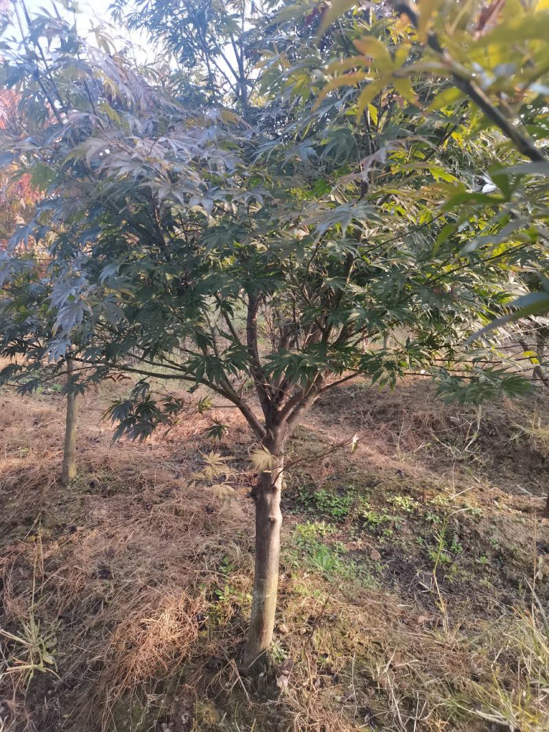 红枫树风景树中国红枫日本红枫三季红庭院绿化点缀