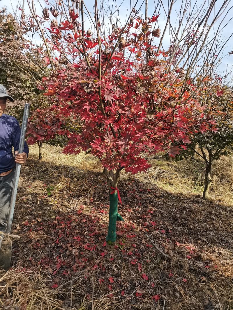 红枫树风景树中国红枫日本红枫三季红庭院绿化点缀