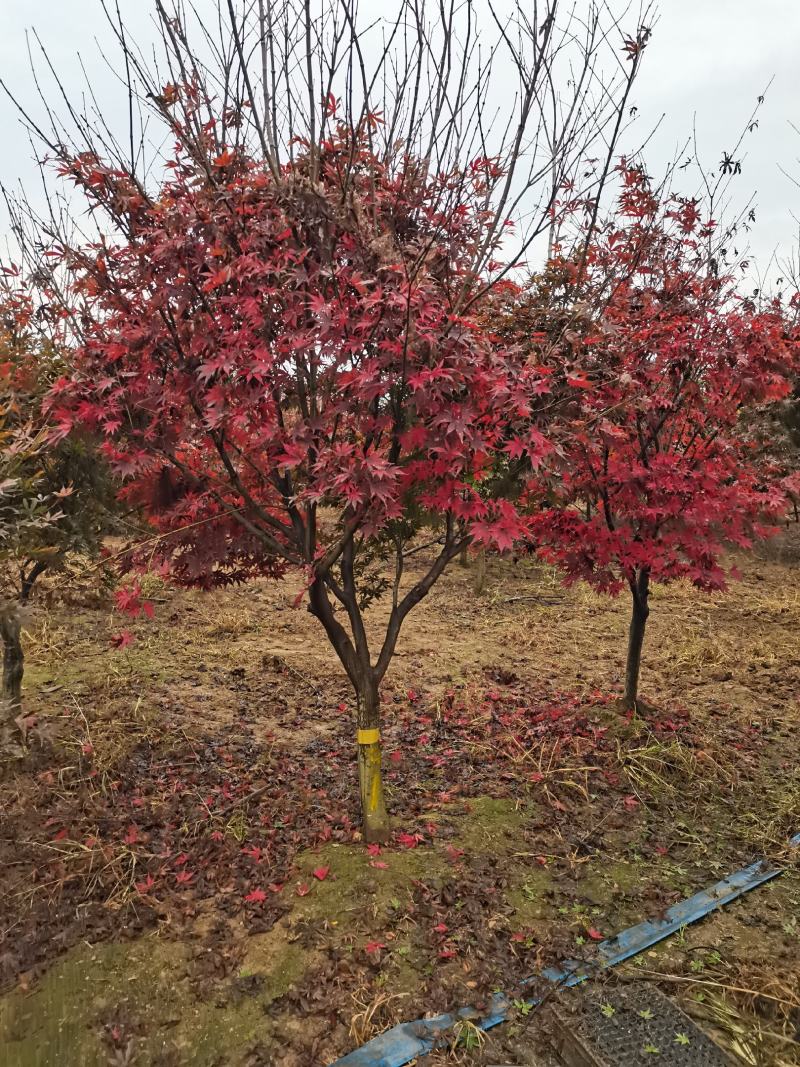 红枫树风景树中国红枫日本红枫三季红庭院绿化点缀