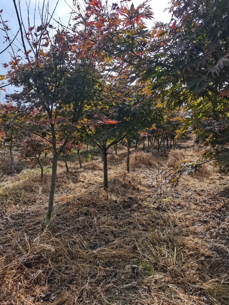 红枫树风景树中国红枫日本红枫三季红庭院绿化点缀