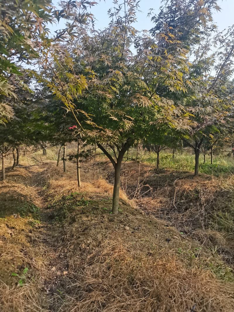 红枫树风景树中国红枫日本红枫三季红庭院绿化点缀