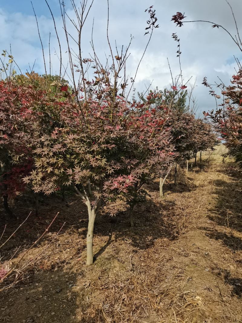 红枫树风景树中国红枫日本红枫三季红庭院绿化点缀