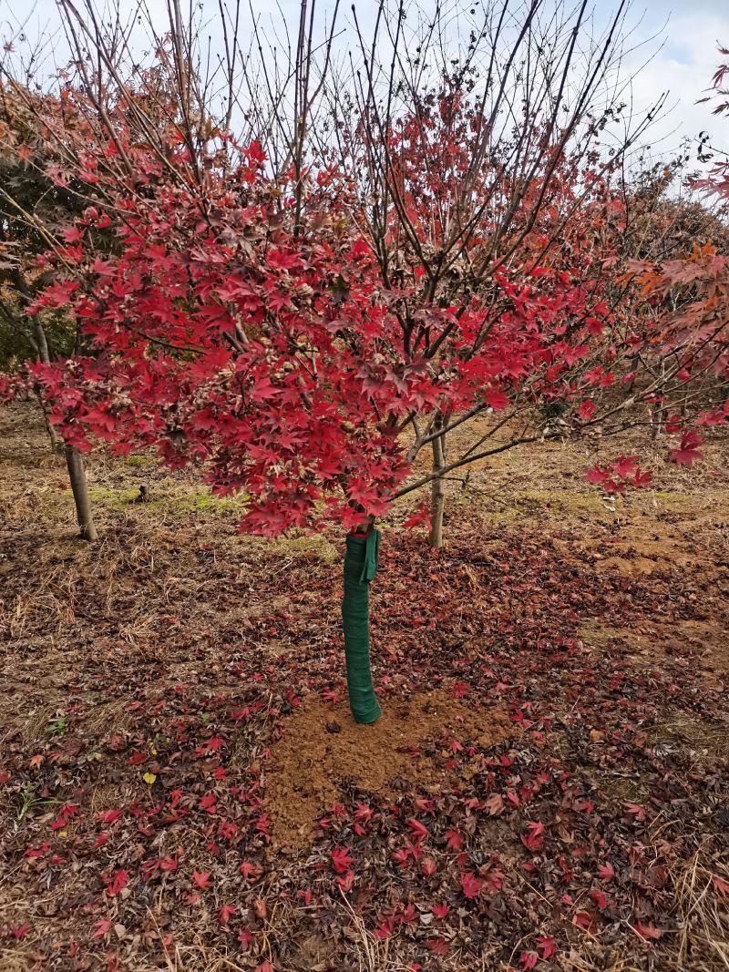 红枫树风景树中国红枫日本红枫三季红庭院绿化点缀