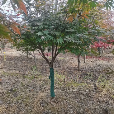 红枫树风景树中国红枫日本红枫三季红庭院绿化点缀