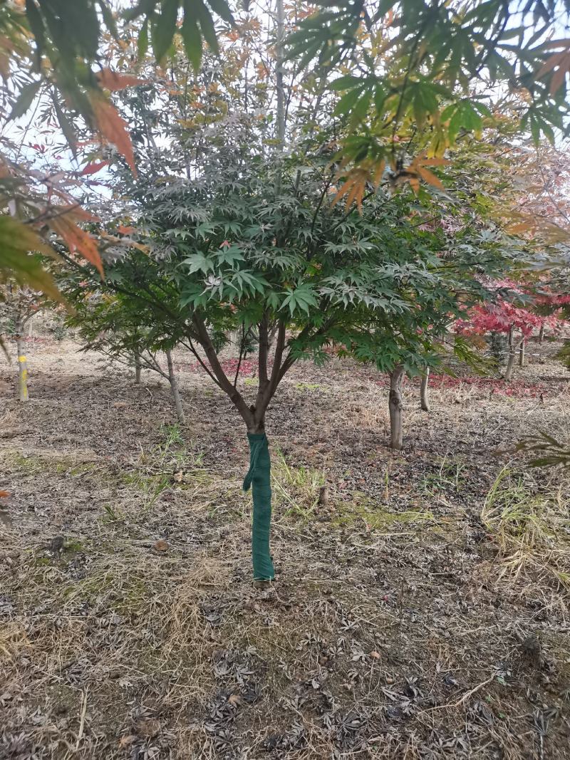 红枫树风景树中国红枫日本红枫三季红庭院绿化点缀
