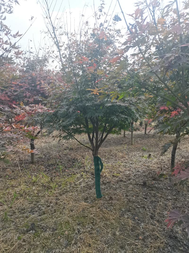 红枫树风景树中国红枫日本红枫三季红庭院绿化点缀