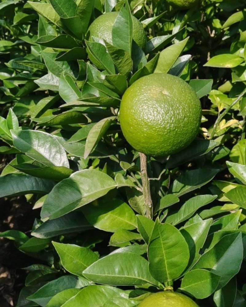 玳玳苗，玳玳花苗，药材苦橙花苗，药枳壳苗直销批发枝条供应