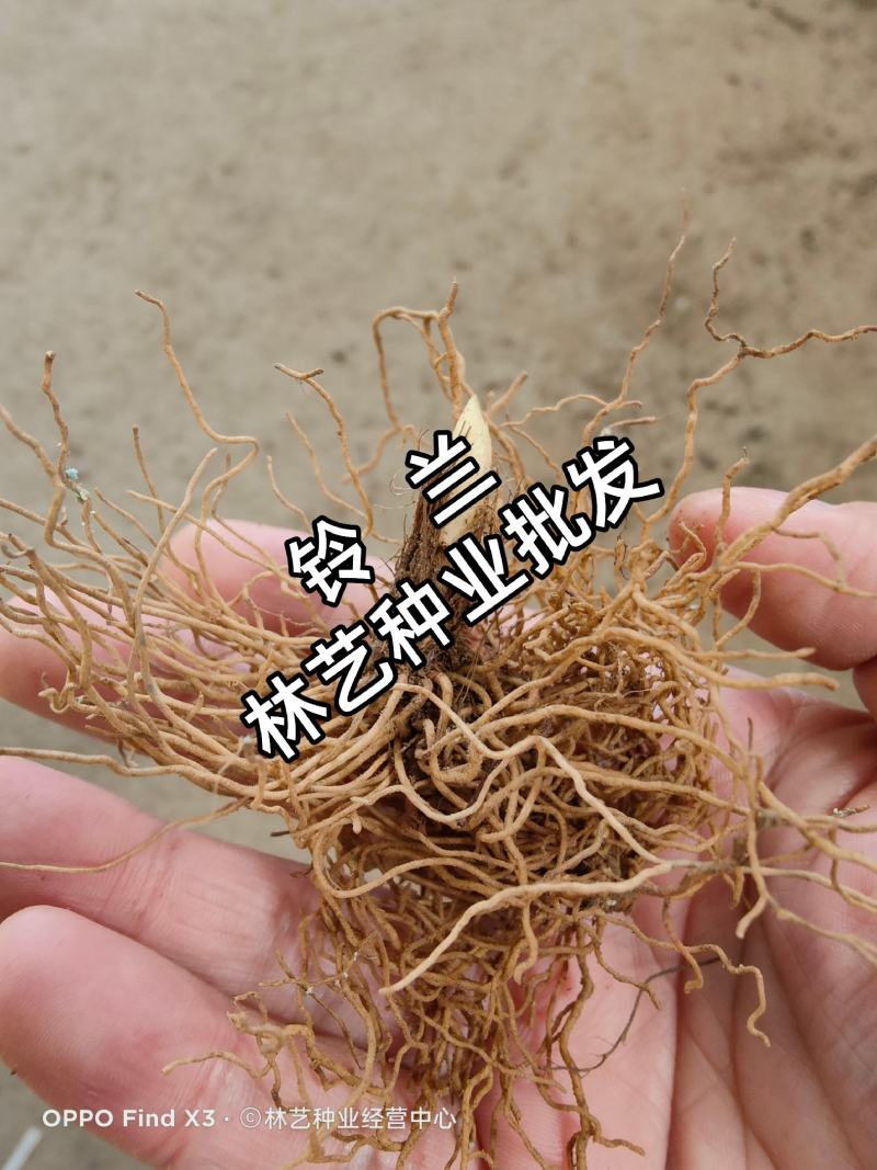 铃兰带芽浓香花卉绿植花苗兰花种球阳台室内盆栽当年四季开花