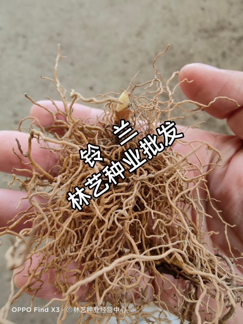 铃兰带芽浓香花卉绿植花苗兰花种球阳台室内盆栽当年四季开花