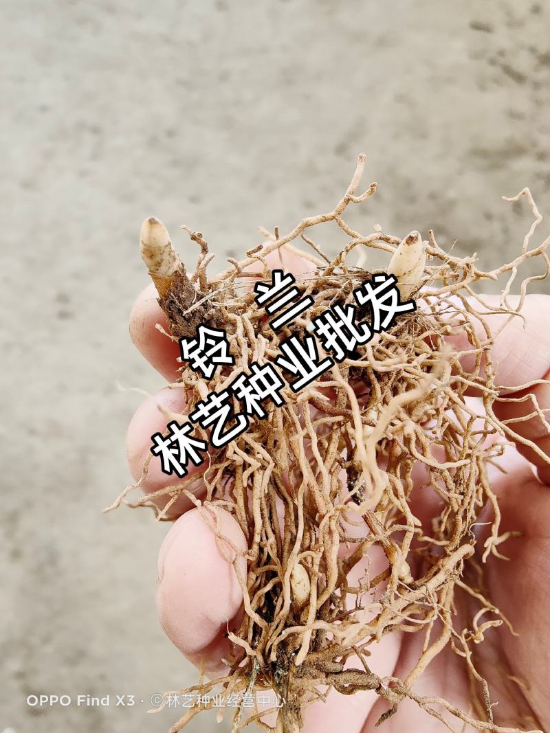 铃兰带芽浓香花卉绿植花苗兰花种球阳台室内盆栽当年四季开花