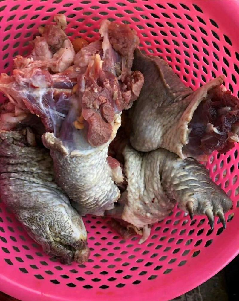 大鳄龟北美鳄龟苗小鳄鱼龟食用龟乌龟霸气宠物10斤特价包邮