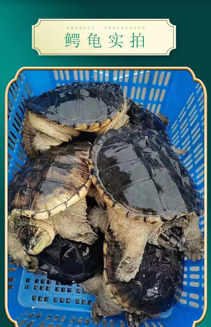 大鳄龟北美鳄龟苗小鳄鱼龟食用龟乌龟霸气宠物10斤特价包邮