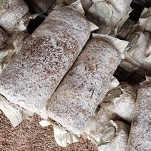 云南基地长年供应平菇菌棒质量保证基地直供。
