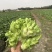 四川基地儿菜大量出货诚信经营品质保证速度联系我
