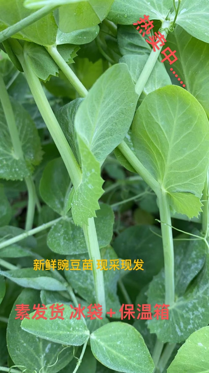 豌豆苗豌豆尖营养价值丰富多样含有人体必需氨基酸