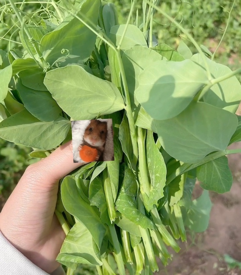 豌豆苗豌豆尖营养价值丰富多样含有人体必需氨基酸