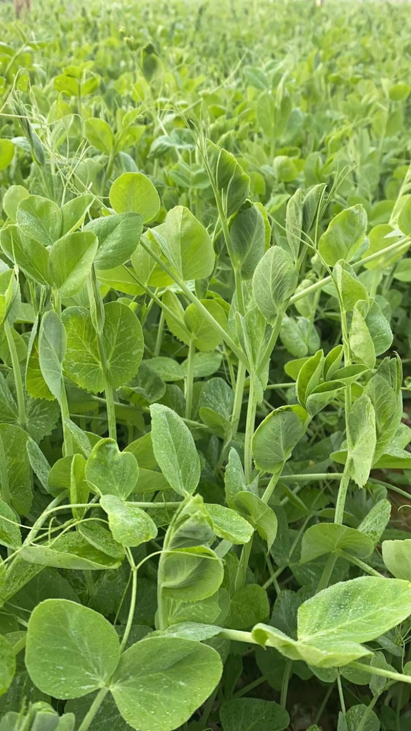 豌豆苗豌豆尖营养价值丰富多样含有人体必需氨基酸