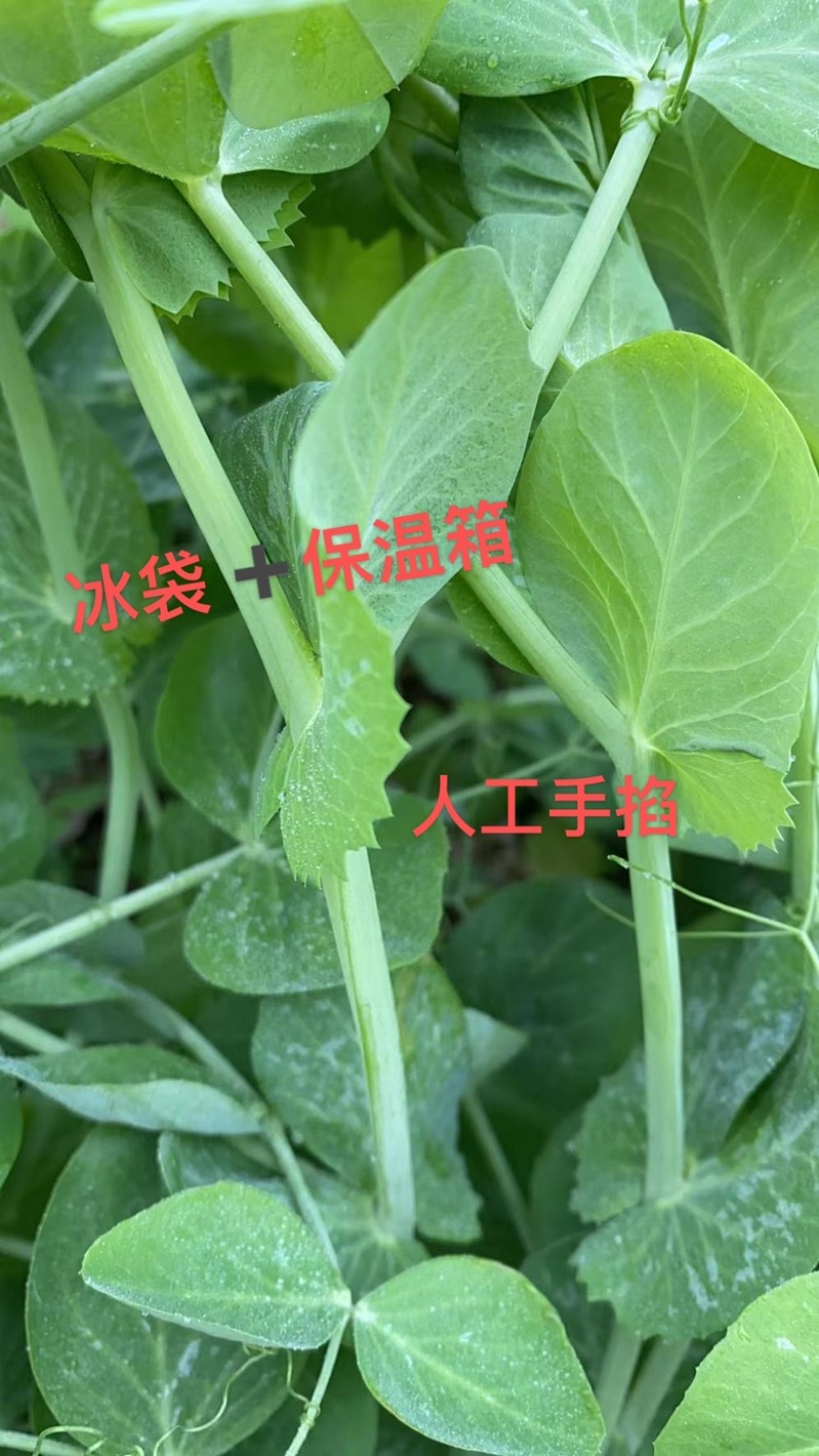 精品新鲜豆苗营养价值丰富含有人体所需的氨基酸