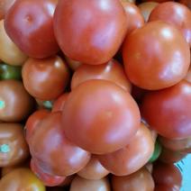 攀枝花西红柿，大番茄确保一手货源产地直发支持一件