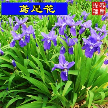蓝花鸢尾种子当年开花不断阳台盆栽室内花种子四季播种