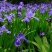 蓝花鸢尾种子当年开花不断阳台盆栽室内花种子四季播种