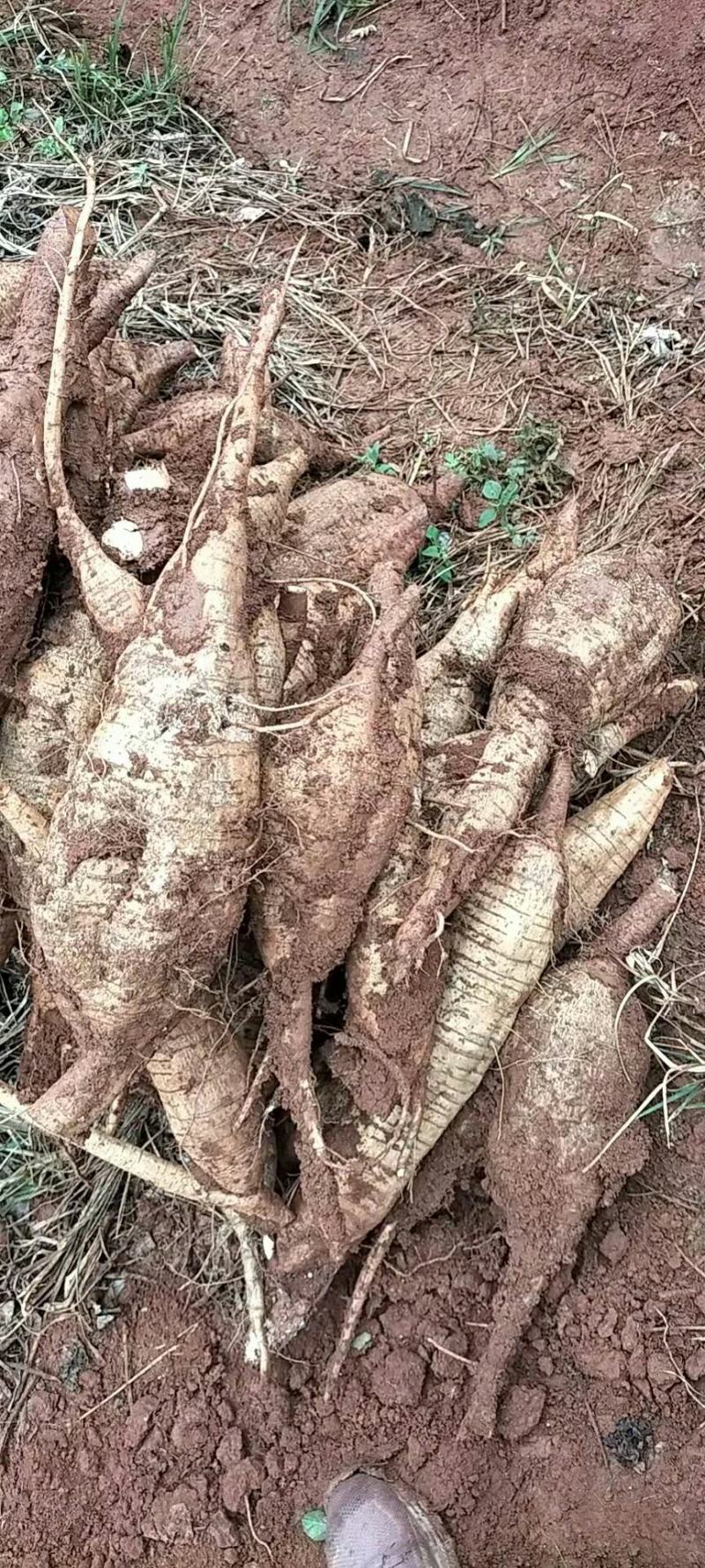 广西平南无楂粉葛万亩基地货源充足物美价廉