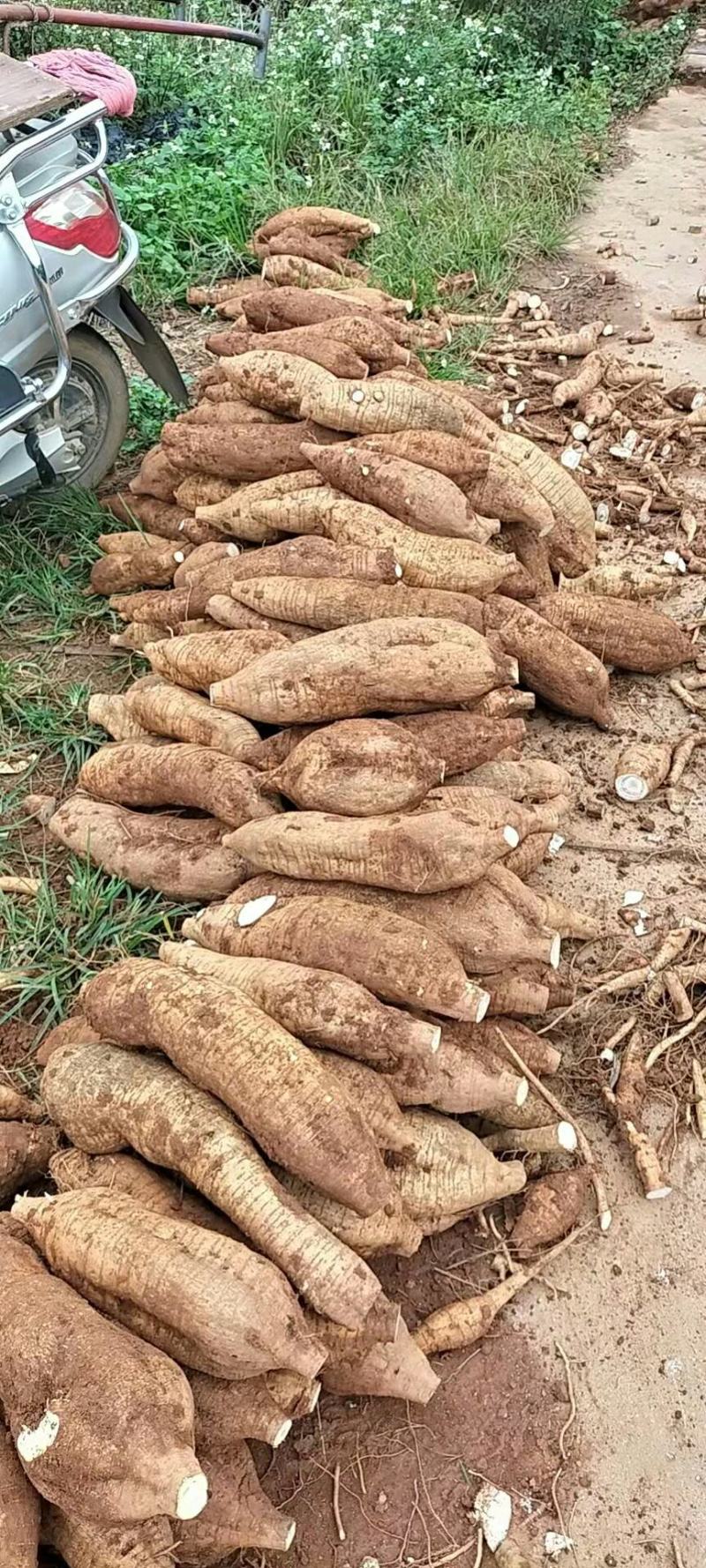 广西平南无楂粉葛万亩基地货源充足物美价廉