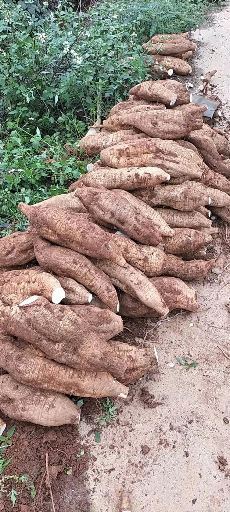 广西平南无楂粉葛万亩基地货源充足物美价廉
