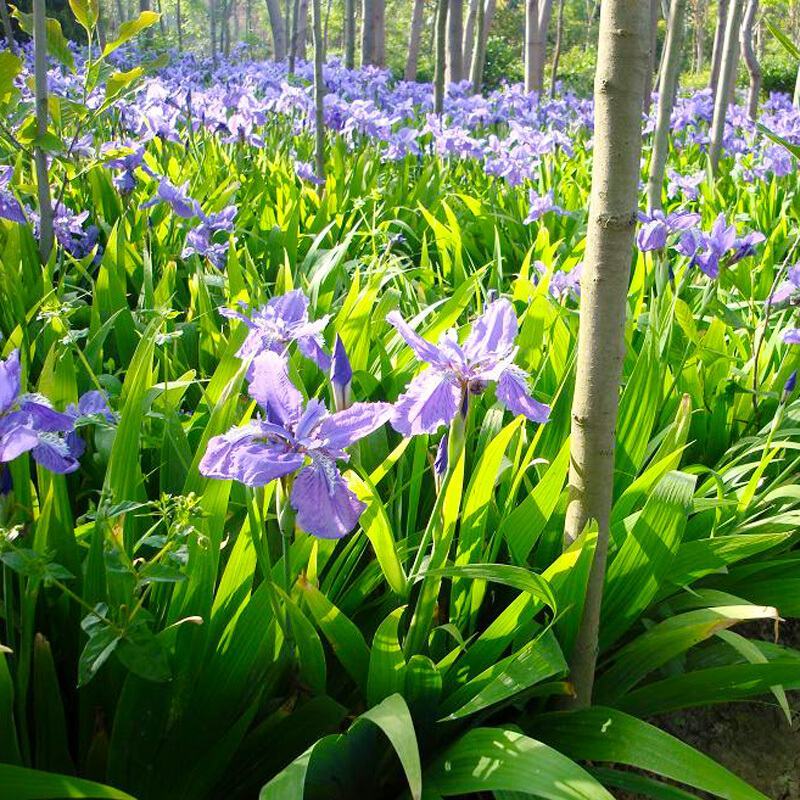 蓝花鸢尾种子四季易种易活混色单色花海公园庭院观赏