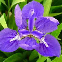 蓝花鸢尾种子四季易种易活混色单色花海公园庭院观赏